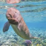Excursie la Abu Dabbab din Hurghada – Snorkeling cu Țestoase