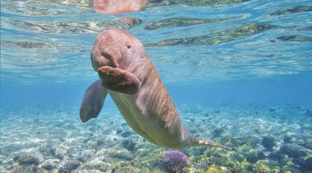 Excursie la Abu Dabbab din Hurghada – Snorkeling cu Țestoase