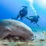 Excursie la Abu Dabbab din Marsa Alam cu Snorkeling