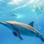 Excursie la Dolphin House – Shaab Samadai din Marsa Alam