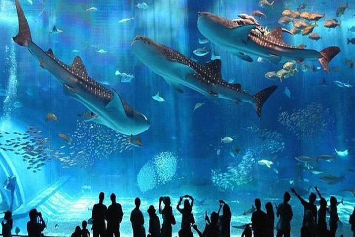 Excursie la Hurghada Grand Aquarium